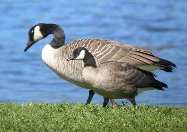 Cackling Canada Goose