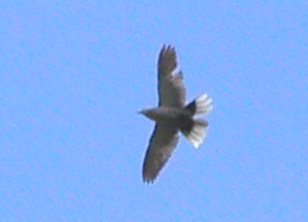 ECollar-Dove-flying-279a.jpg (16808 bytes)