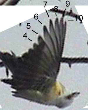 Kingbird-wing-vc023.jpg (10113 bytes)