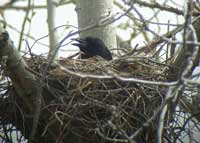 American Crow Nest