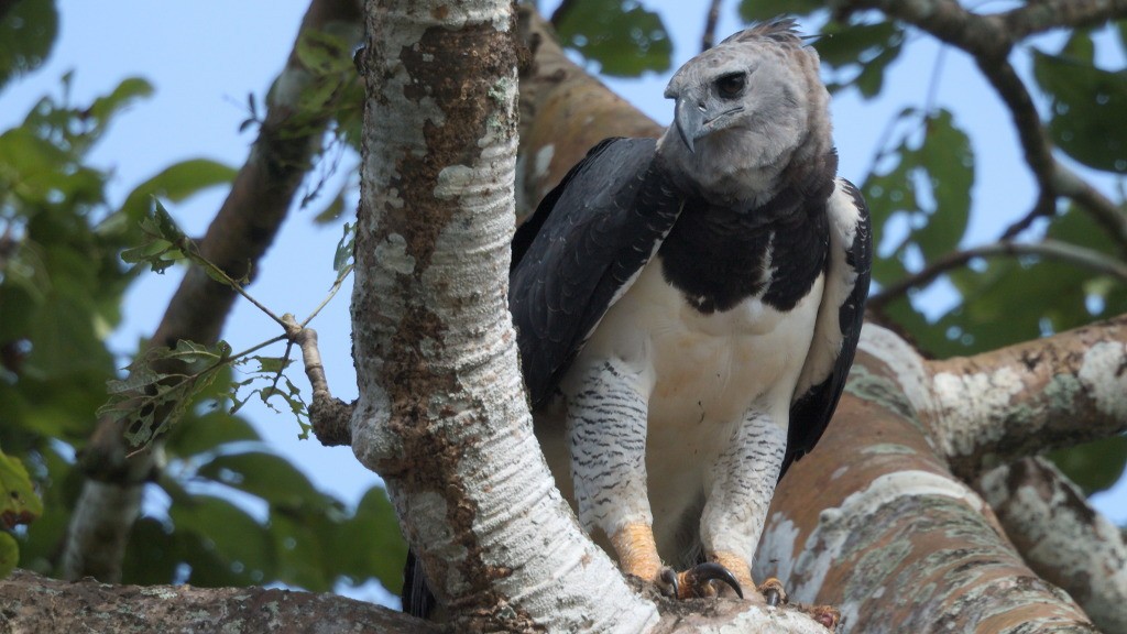 10 Birds with most formidable and powerful claws