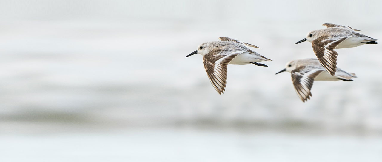 Center for Conservation Bioacoustics