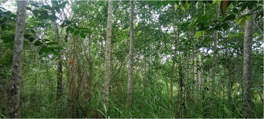 Passive acoustic monitoring in Bornean tropical forests: some ...