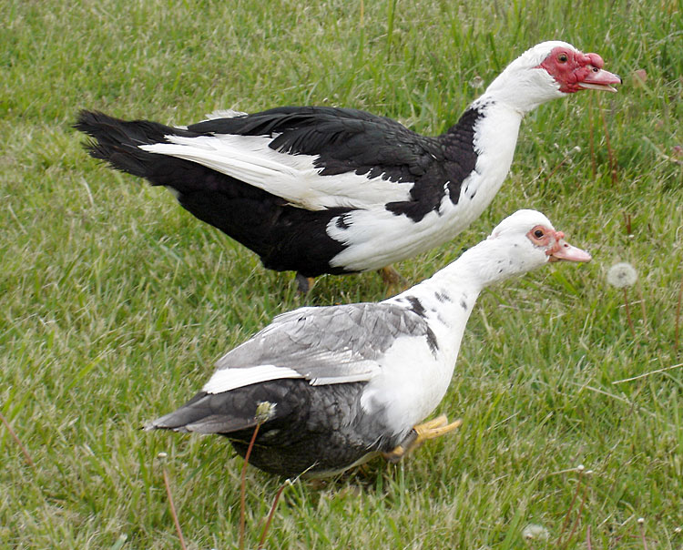 Confusing Domestic Ducks