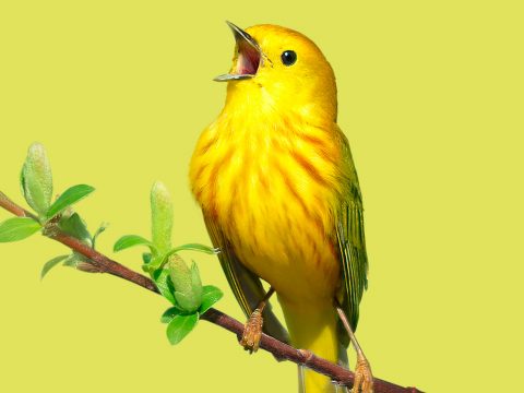 Male Yellow Warbler singing