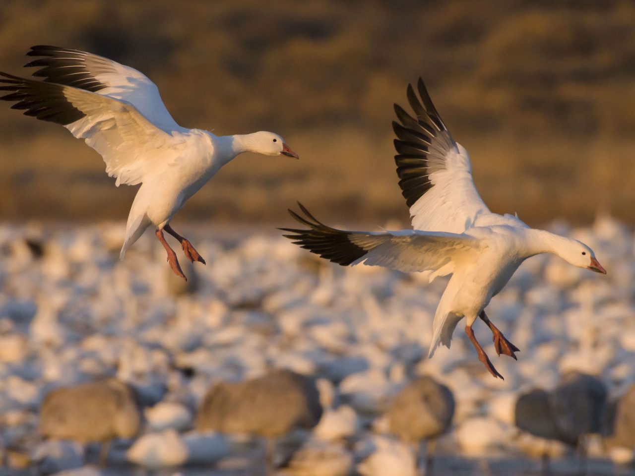 Two Snow Geese landing into a flock of geese