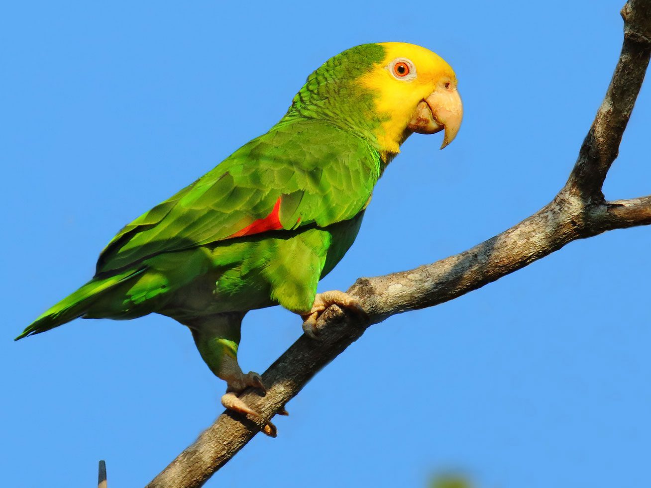 How Can We Change Hearts and Minds to Save Wild Parrots? | Birds ...