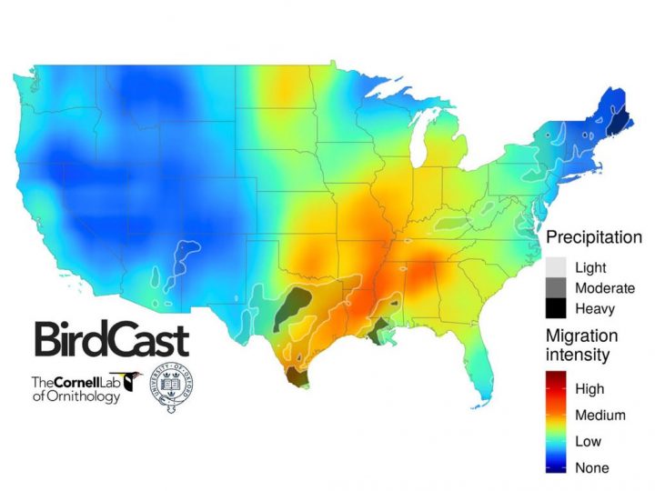 Breakthroughs in Radar Science Reveal 4 Billion Birds On The Move ...