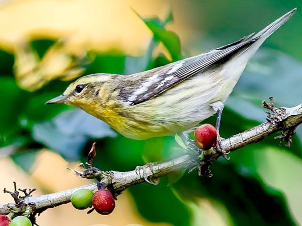 A Blackburnian Warbler in a coffee bush