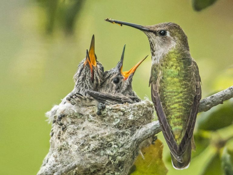 Our Work | Birds, Cornell Lab of Ornithology