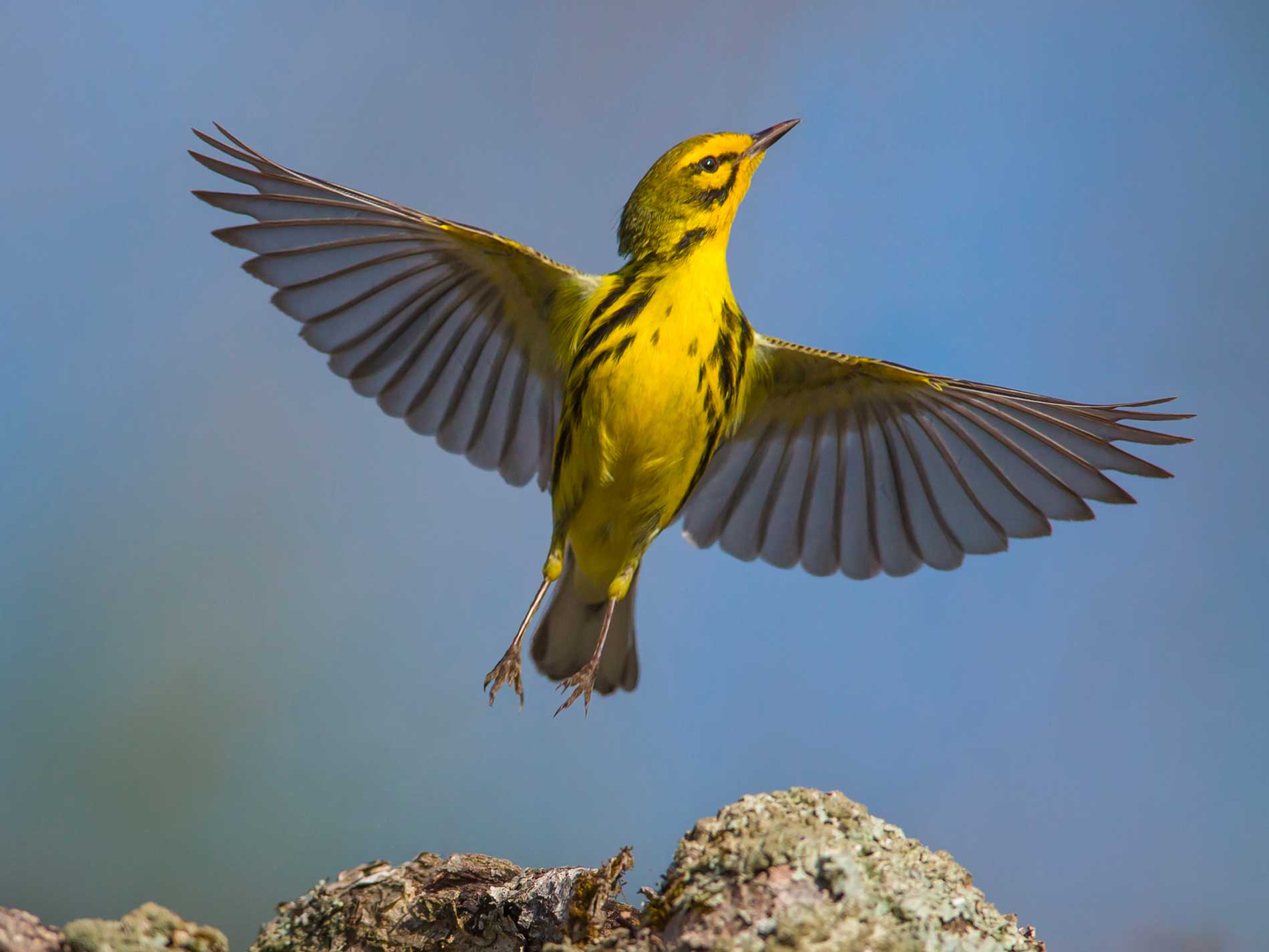 Support Our Cause | Birds, Cornell Lab of Ornithology