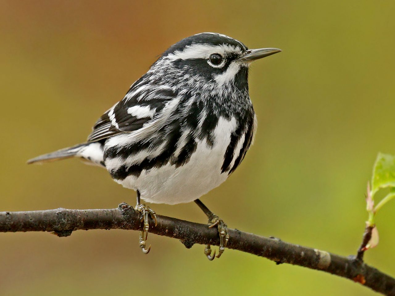 Black-and-White Warbler perched on a branch