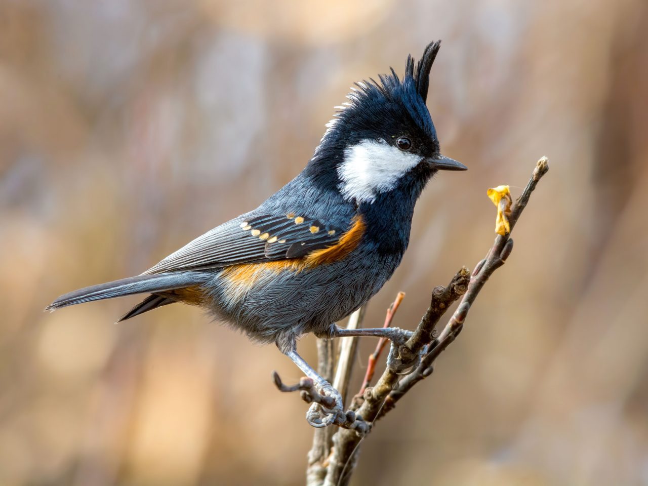 Black, gray and orange bird with raised crest perched on twigs