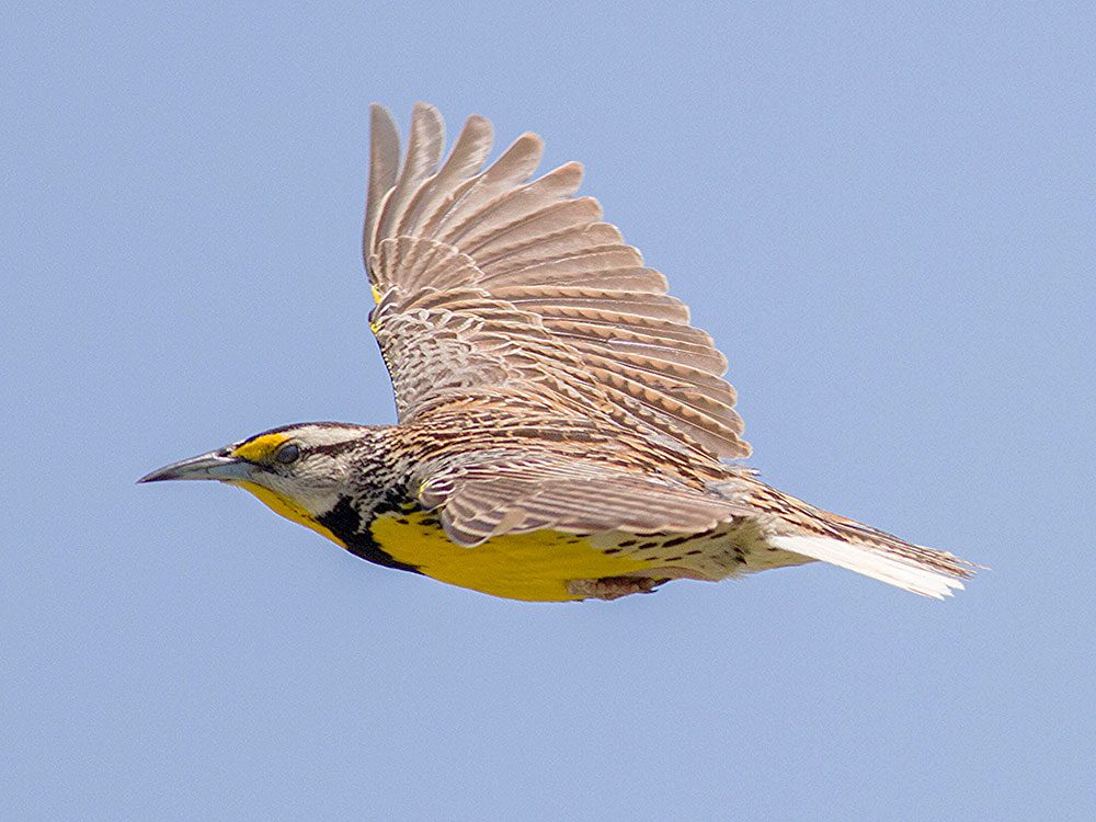 Eastern Meadowlark in flight