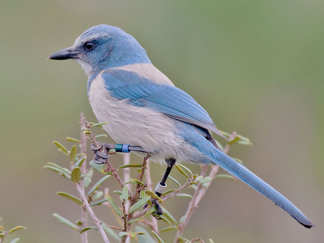 Florida Scrub-Jay Identification, All About Birds, Cornell Lab of  Ornithology