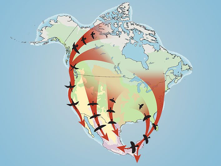 Neotropical flyways over North America