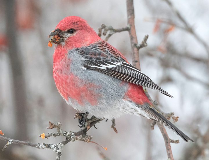 Available on Six Continents, Merlin Bird ID Can Now Identify 6,000 ...