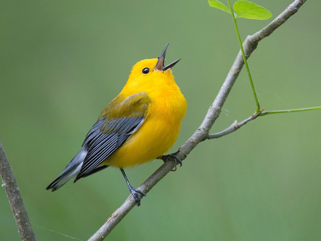 Media Relations | Birds, Cornell Lab Of Ornithology