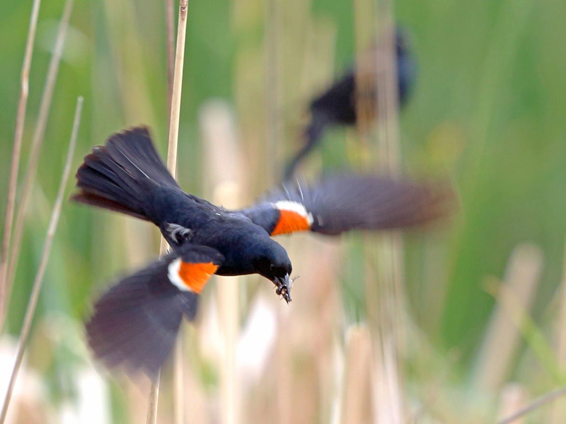 Tricolored Blackbird with insect in its beak taking off