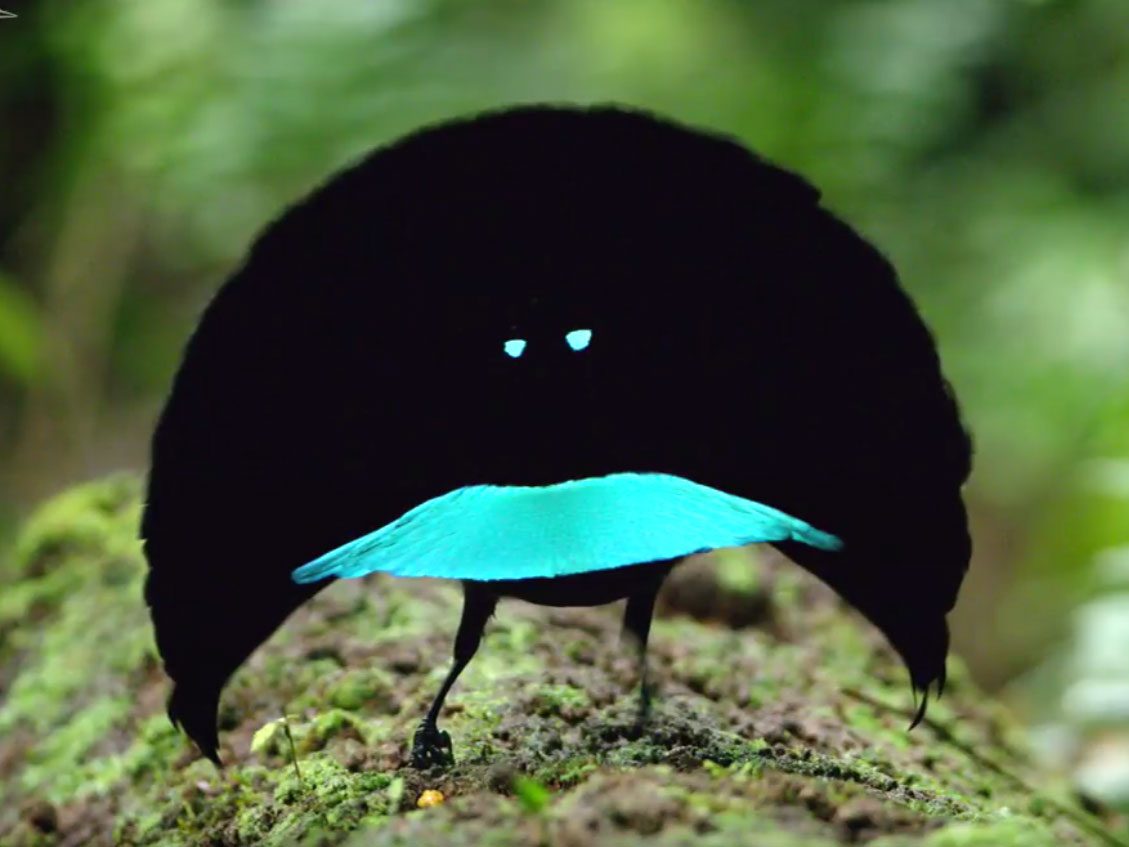 Birds-of-Paradise Help Inspire Conservation of Forests in West Papua ...