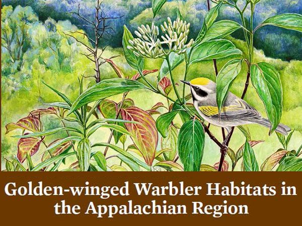 Best Management Practices for Golden-winged Warbler Habitats in the Appalachian Region: A Guide for Land Managers and Landowners