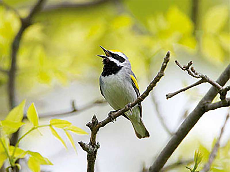 Golden-winged Warbler by Marie Read, from Living Bird 2013