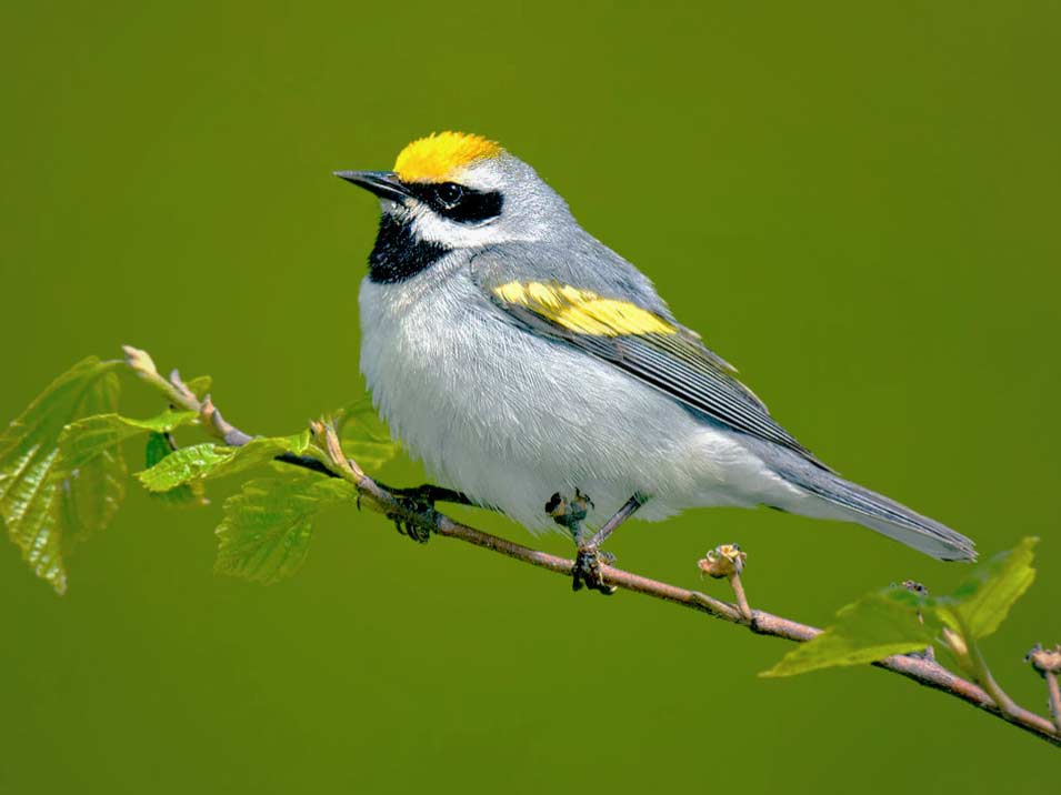 Golden-winged Warbler: Conservation Strategy And Resources 