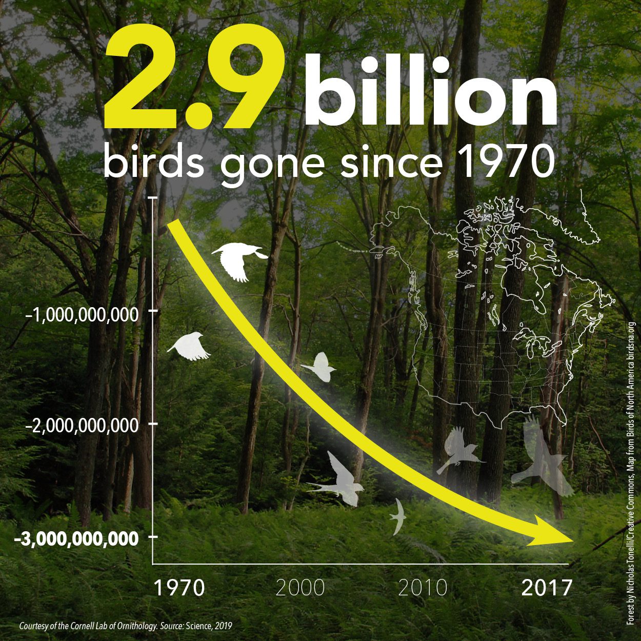 Nearly 3 Billion Birds Gone Birds, Cornell Lab of Ornithology