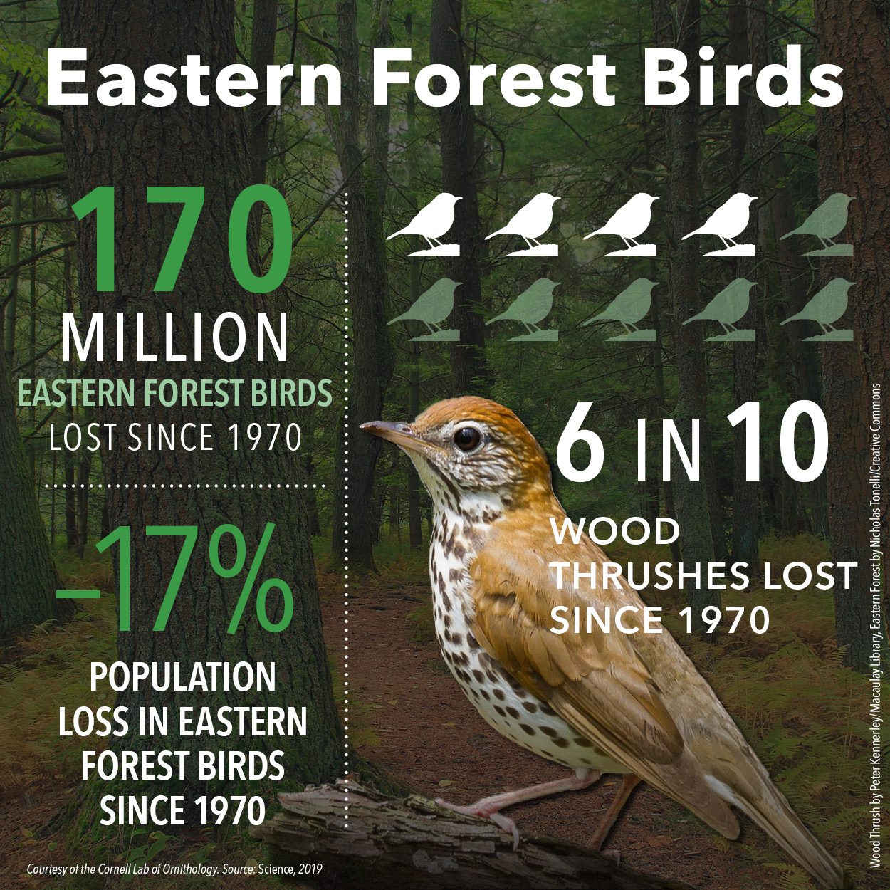 Why Are Ducks THRIVING … as Other Birds DECLINE? Three words