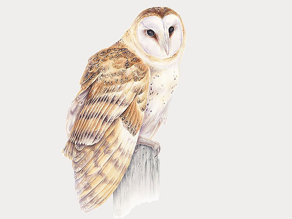 Illustration of a white and tan owl perched on a pole