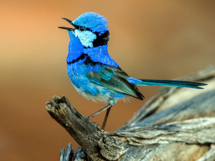 Our Work | Birds, Cornell Lab Of Ornithology