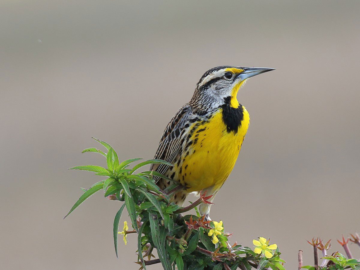 Virtual Experiences | Birds, Cornell Lab of Ornithology