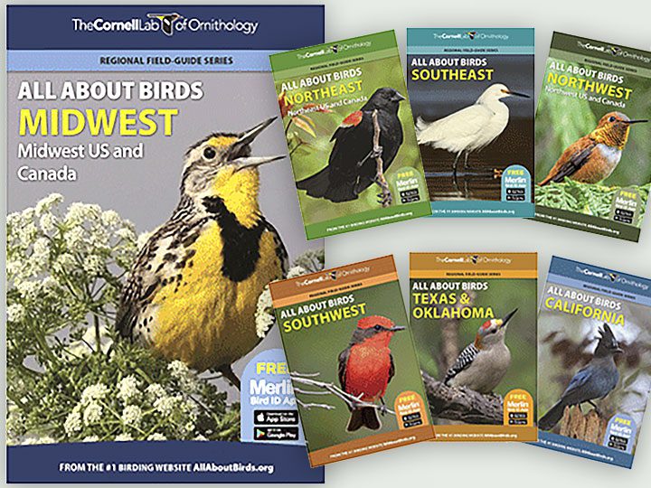 Shop for Our Cause | Birds, Cornell Lab of Ornithology