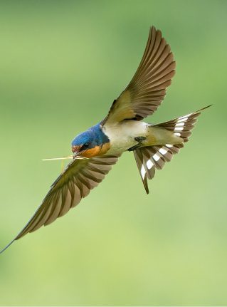 Barn Swallow in flight with nesting material