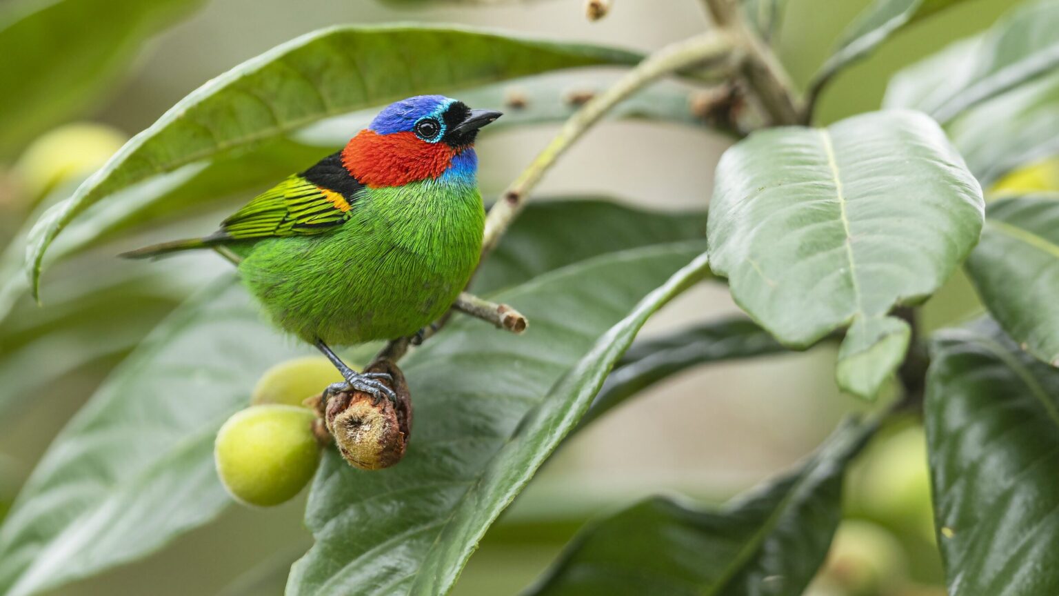 About | Birds, Cornell Lab Of Ornithology