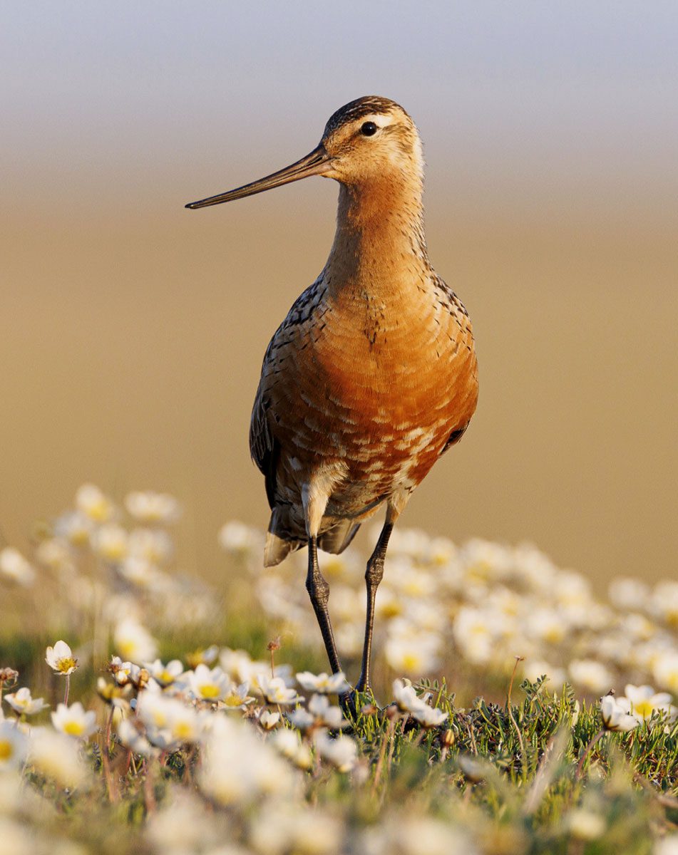 A tall cinnamon, colored bird with a long, thin bill, stands in a low field of flowers.