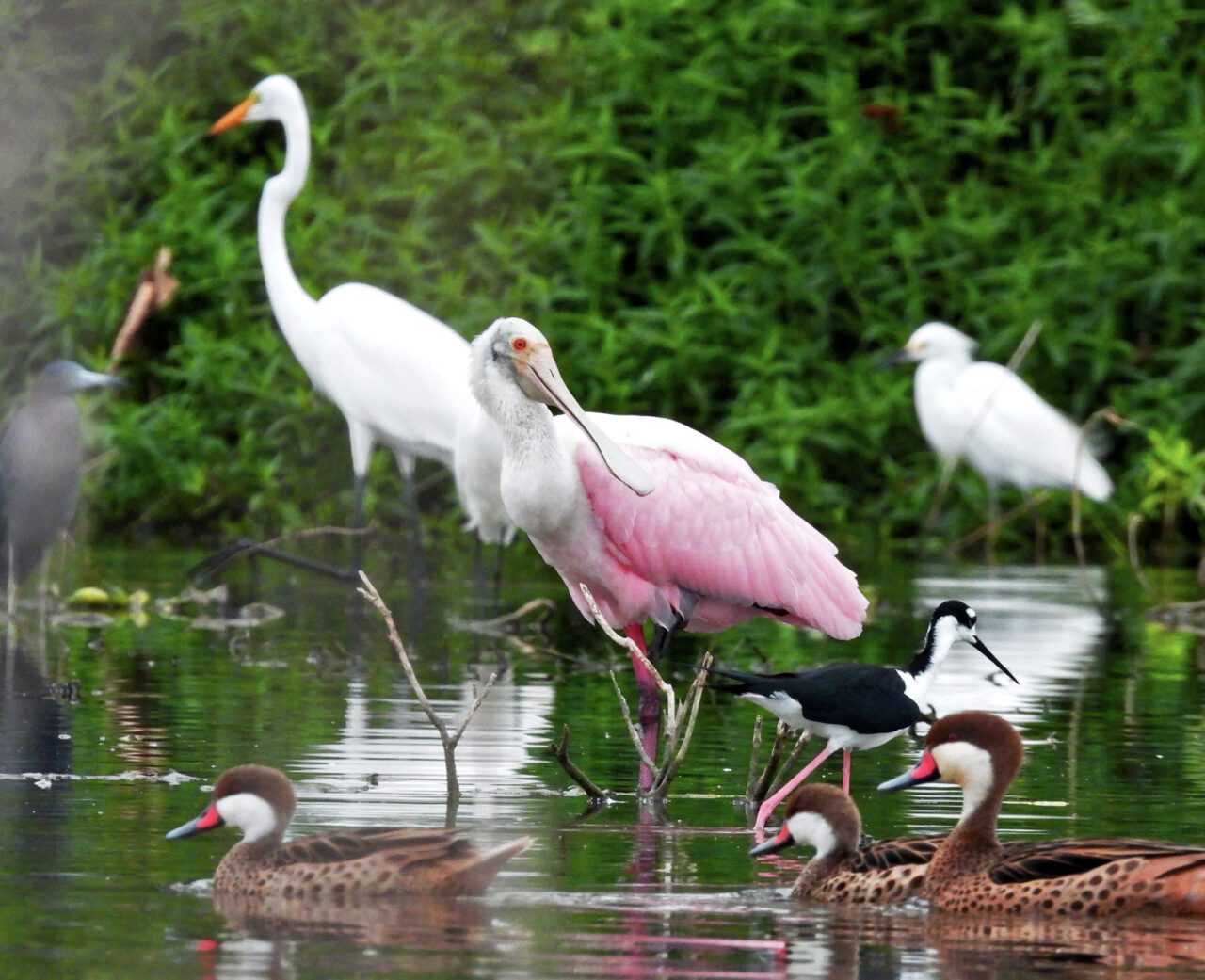 Several birds of different sizes, colors and shapes, with a pink bird in the center, stand in water.