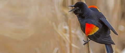 Top 9 Mysterious Birds – K-12 Education