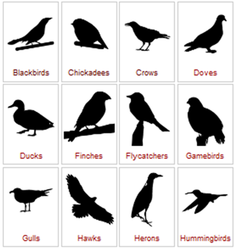 birds pictures and names for kids