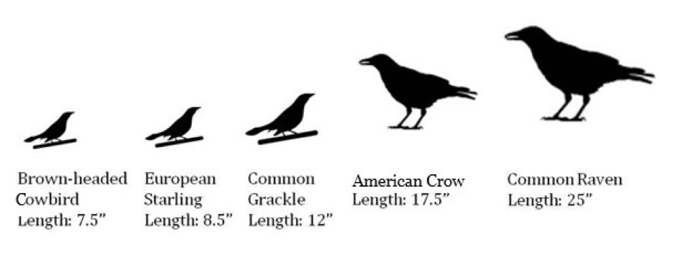 Download Identifying Black Birds - K-12 Education : K-12 Education