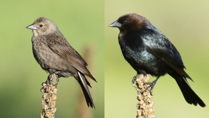 identifying-black-birds-k-12-education