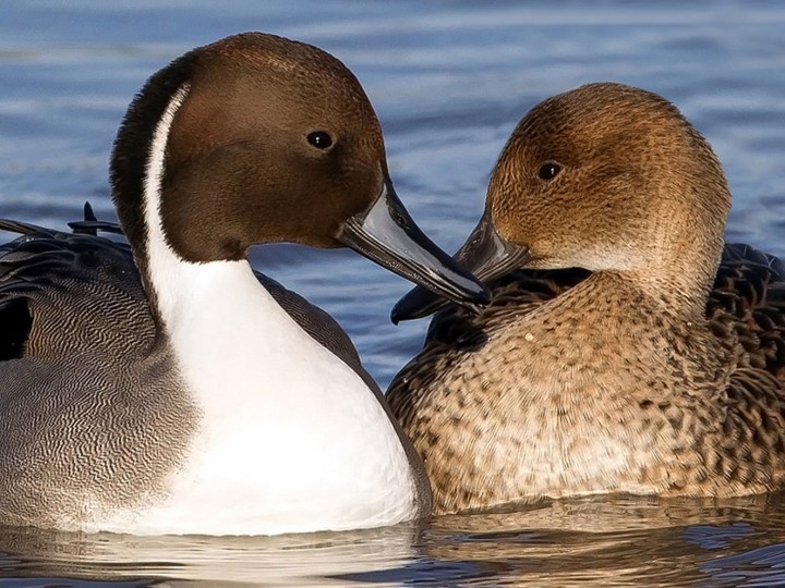 north-american-waterfowl-management-plan-land-trust-bird-conservation